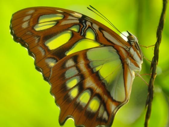 grüner Schmetterling