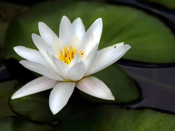Seerose