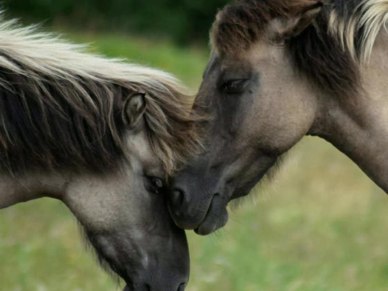 Kieferbalance Therapie